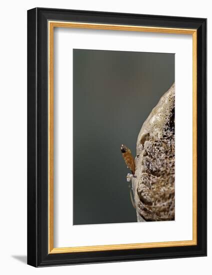 Mantis Religiosa (Praying Mantis) - Hatching-Paul Starosta-Framed Photographic Print