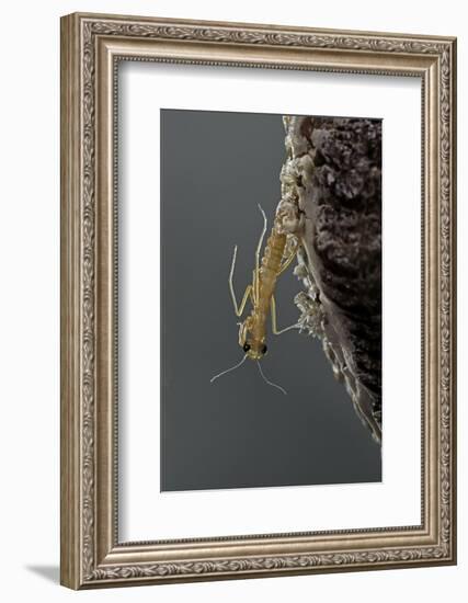 Mantis Religiosa (Praying Mantis) - Hatching-Paul Starosta-Framed Photographic Print