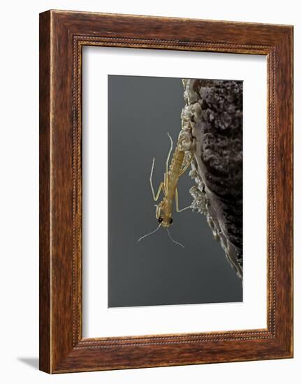 Mantis Religiosa (Praying Mantis) - Hatching-Paul Starosta-Framed Photographic Print