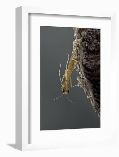 Mantis Religiosa (Praying Mantis) - Hatching-Paul Starosta-Framed Photographic Print