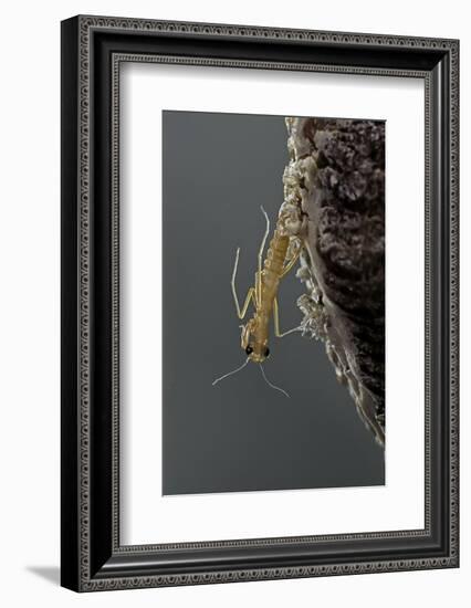 Mantis Religiosa (Praying Mantis) - Hatching-Paul Starosta-Framed Photographic Print