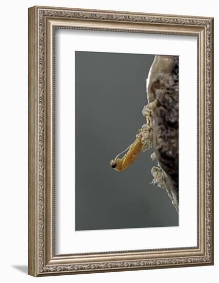 Mantis Religiosa (Praying Mantis) - Hatching-Paul Starosta-Framed Photographic Print