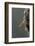 Mantis Religiosa (Praying Mantis) - Hatching-Paul Starosta-Framed Photographic Print