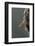 Mantis Religiosa (Praying Mantis) - Hatching-Paul Starosta-Framed Photographic Print