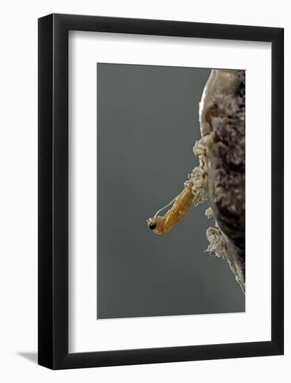 Mantis Religiosa (Praying Mantis) - Hatching-Paul Starosta-Framed Photographic Print