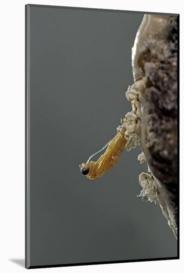 Mantis Religiosa (Praying Mantis) - Hatching-Paul Starosta-Mounted Photographic Print