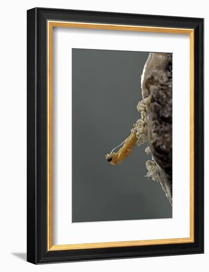 Mantis Religiosa (Praying Mantis) - Hatching-Paul Starosta-Framed Photographic Print