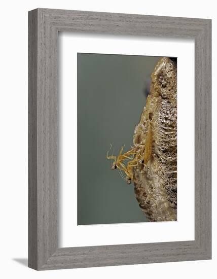 Mantis Religiosa (Praying Mantis) - Hatching-Paul Starosta-Framed Photographic Print