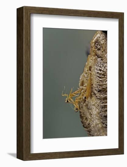 Mantis Religiosa (Praying Mantis) - Hatching-Paul Starosta-Framed Photographic Print