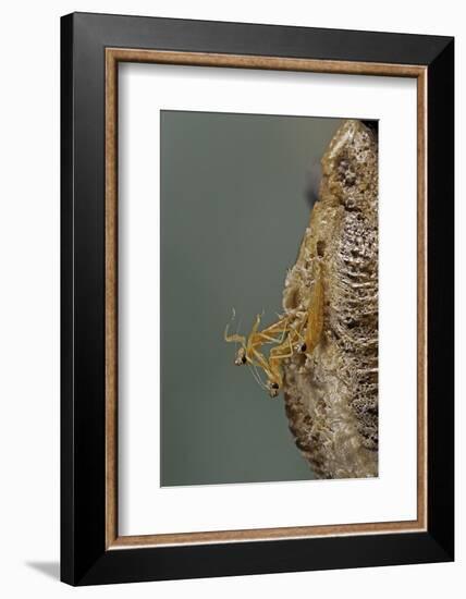 Mantis Religiosa (Praying Mantis) - Hatching-Paul Starosta-Framed Photographic Print