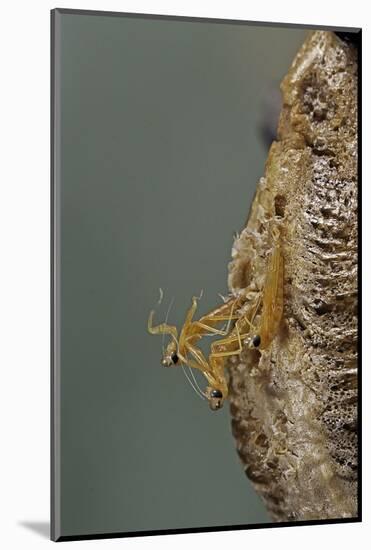 Mantis Religiosa (Praying Mantis) - Hatching-Paul Starosta-Mounted Photographic Print