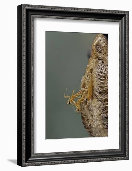 Mantis Religiosa (Praying Mantis) - Hatching-Paul Starosta-Framed Photographic Print