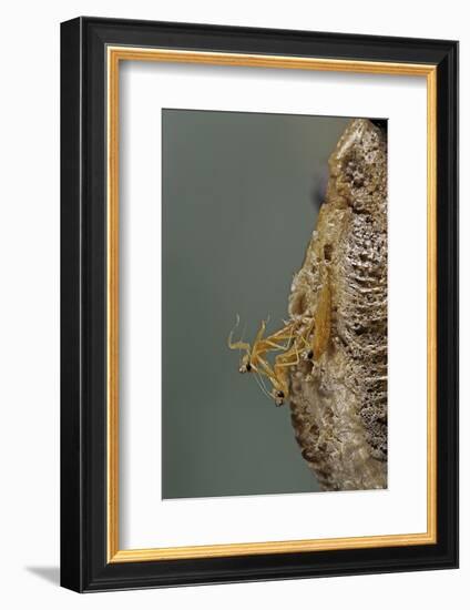 Mantis Religiosa (Praying Mantis) - Hatching-Paul Starosta-Framed Photographic Print