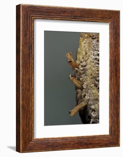 Mantis Religiosa (Praying Mantis) - Hatching-Paul Starosta-Framed Photographic Print