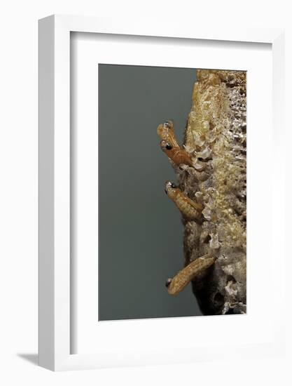 Mantis Religiosa (Praying Mantis) - Hatching-Paul Starosta-Framed Photographic Print