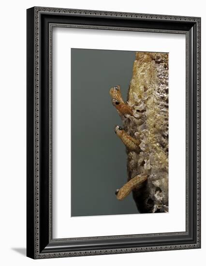 Mantis Religiosa (Praying Mantis) - Hatching-Paul Starosta-Framed Photographic Print