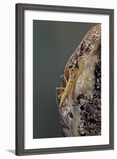 Mantis Religiosa (Praying Mantis) - Hatching-Paul Starosta-Framed Photographic Print