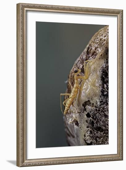 Mantis Religiosa (Praying Mantis) - Hatching-Paul Starosta-Framed Photographic Print