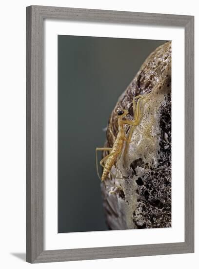 Mantis Religiosa (Praying Mantis) - Hatching-Paul Starosta-Framed Photographic Print