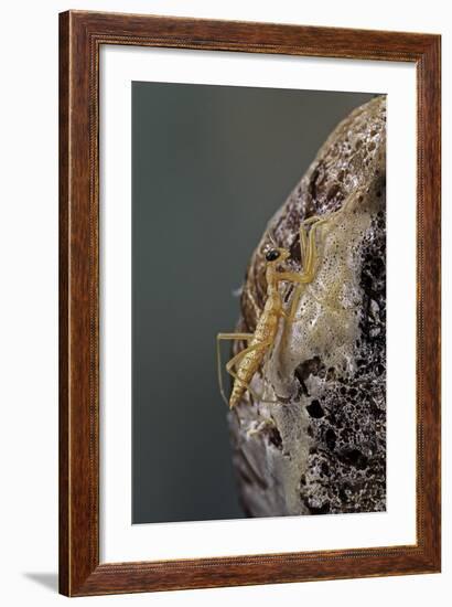 Mantis Religiosa (Praying Mantis) - Hatching-Paul Starosta-Framed Photographic Print