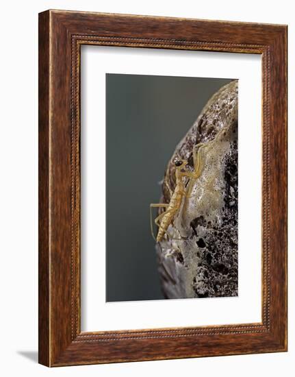 Mantis Religiosa (Praying Mantis) - Hatching-Paul Starosta-Framed Photographic Print