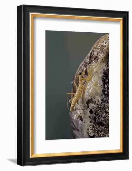 Mantis Religiosa (Praying Mantis) - Hatching-Paul Starosta-Framed Photographic Print