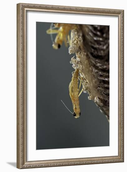 Mantis Religiosa (Praying Mantis) - Hatching-Paul Starosta-Framed Photographic Print