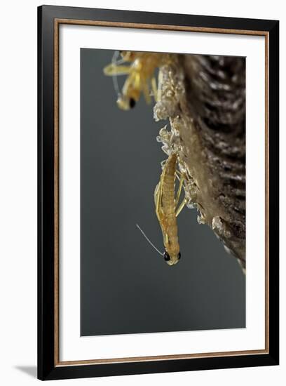 Mantis Religiosa (Praying Mantis) - Hatching-Paul Starosta-Framed Photographic Print