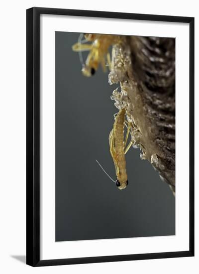 Mantis Religiosa (Praying Mantis) - Hatching-Paul Starosta-Framed Photographic Print