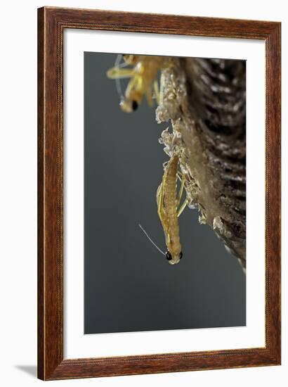 Mantis Religiosa (Praying Mantis) - Hatching-Paul Starosta-Framed Photographic Print