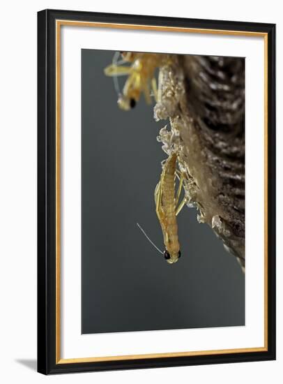 Mantis Religiosa (Praying Mantis) - Hatching-Paul Starosta-Framed Photographic Print