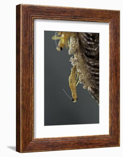 Mantis Religiosa (Praying Mantis) - Hatching-Paul Starosta-Framed Photographic Print