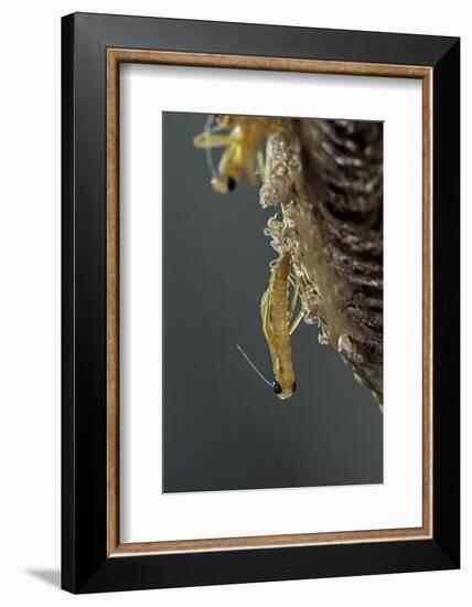 Mantis Religiosa (Praying Mantis) - Hatching-Paul Starosta-Framed Photographic Print