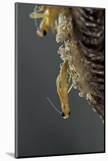 Mantis Religiosa (Praying Mantis) - Hatching-Paul Starosta-Mounted Photographic Print