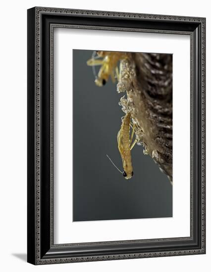 Mantis Religiosa (Praying Mantis) - Hatching-Paul Starosta-Framed Photographic Print