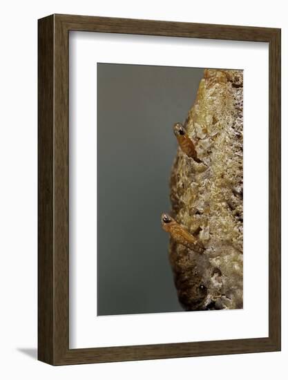 Mantis Religiosa (Praying Mantis) - Hatching-Paul Starosta-Framed Photographic Print