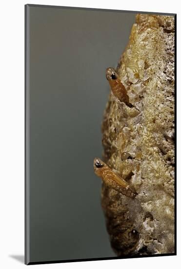 Mantis Religiosa (Praying Mantis) - Hatching-Paul Starosta-Mounted Photographic Print
