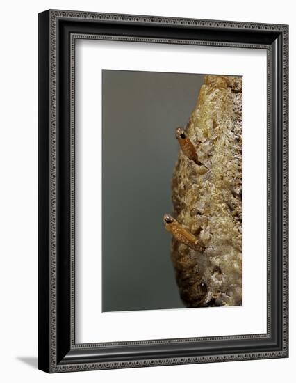 Mantis Religiosa (Praying Mantis) - Hatching-Paul Starosta-Framed Photographic Print