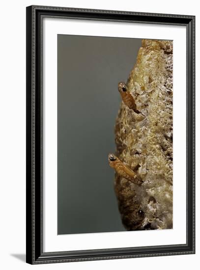 Mantis Religiosa (Praying Mantis) - Hatching-Paul Starosta-Framed Photographic Print