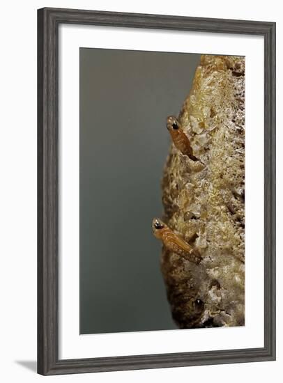 Mantis Religiosa (Praying Mantis) - Hatching-Paul Starosta-Framed Photographic Print