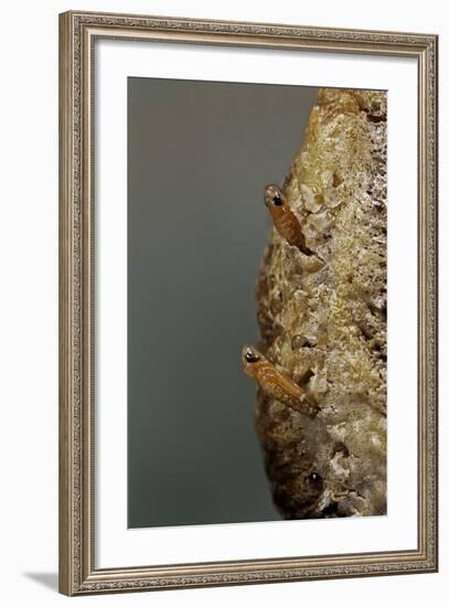 Mantis Religiosa (Praying Mantis) - Hatching-Paul Starosta-Framed Photographic Print