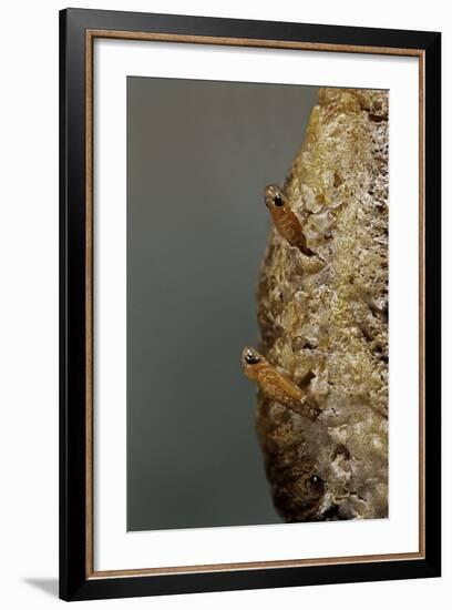 Mantis Religiosa (Praying Mantis) - Hatching-Paul Starosta-Framed Photographic Print