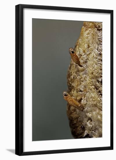 Mantis Religiosa (Praying Mantis) - Hatching-Paul Starosta-Framed Photographic Print