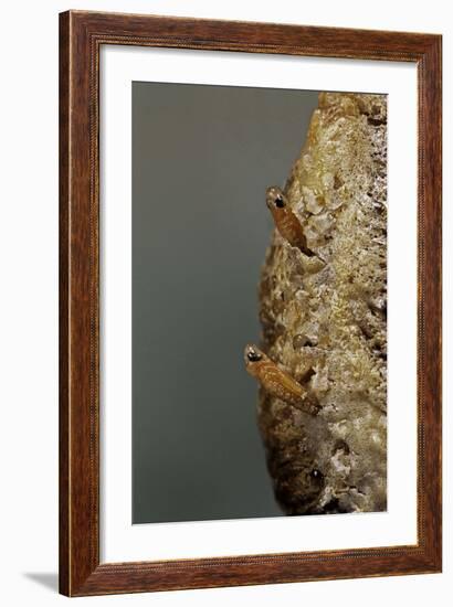 Mantis Religiosa (Praying Mantis) - Hatching-Paul Starosta-Framed Photographic Print