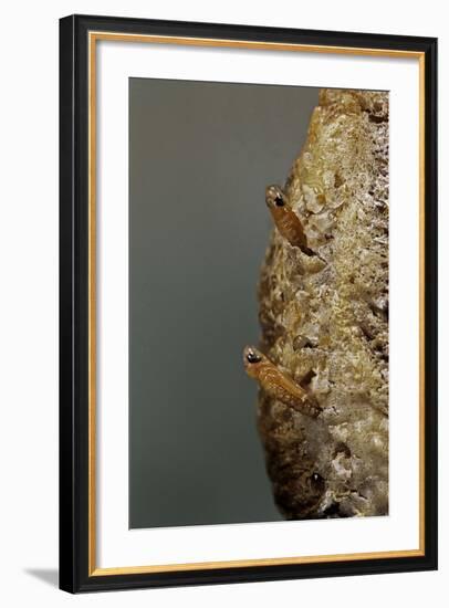 Mantis Religiosa (Praying Mantis) - Hatching-Paul Starosta-Framed Photographic Print