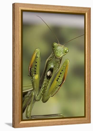 Mantis Religiosa (Praying Mantis) - in Defensive Posture, Threat Display-Paul Starosta-Framed Premier Image Canvas