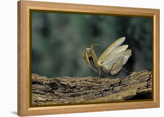 Mantis Religiosa (Praying Mantis) - in Defensive Posture, Threat Display-Paul Starosta-Framed Premier Image Canvas