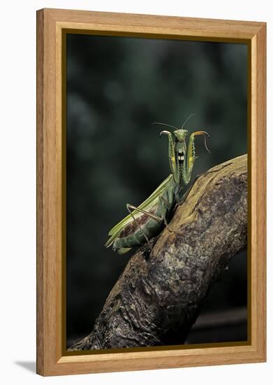 Mantis Religiosa (Praying Mantis) - in Defensive Posture, Threat Display-Paul Starosta-Framed Premier Image Canvas