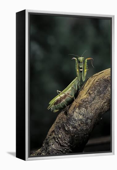 Mantis Religiosa (Praying Mantis) - in Defensive Posture, Threat Display-Paul Starosta-Framed Premier Image Canvas