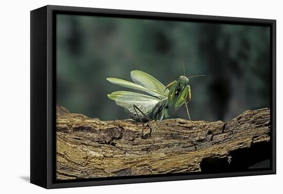 Mantis Religiosa (Praying Mantis) - in Defensive Posture, Threat Display-Paul Starosta-Framed Premier Image Canvas